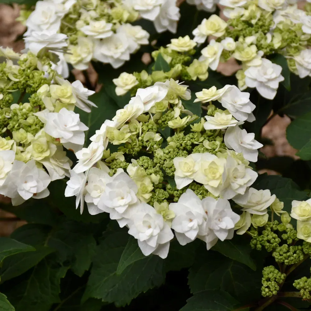 Wedding Gown™ Hydrangea
