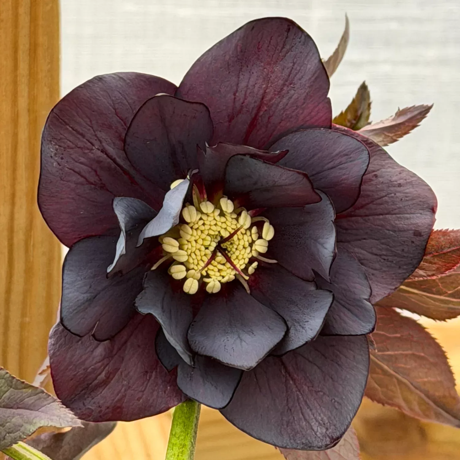Wedding Party Dark and Handsome Lenten Rose