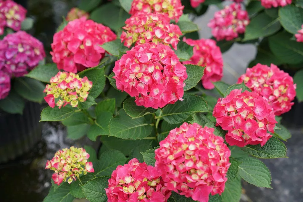 Wee Bit Giddy Bigleaf Hydrangea