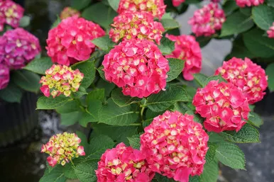 Wee Bit Giddy Hydrangea