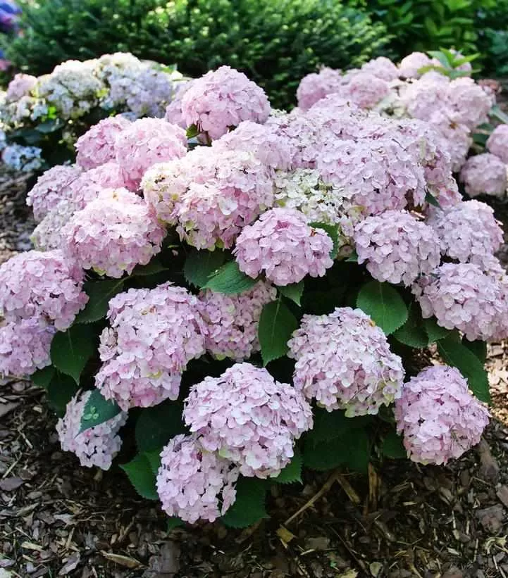 Wee Bit Innocent Hydrangea