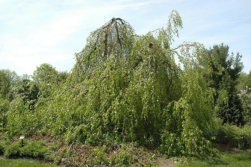 Weeping Beech - Fagus sylvatica 'Pendula' - 7 Gallon Potted Tree