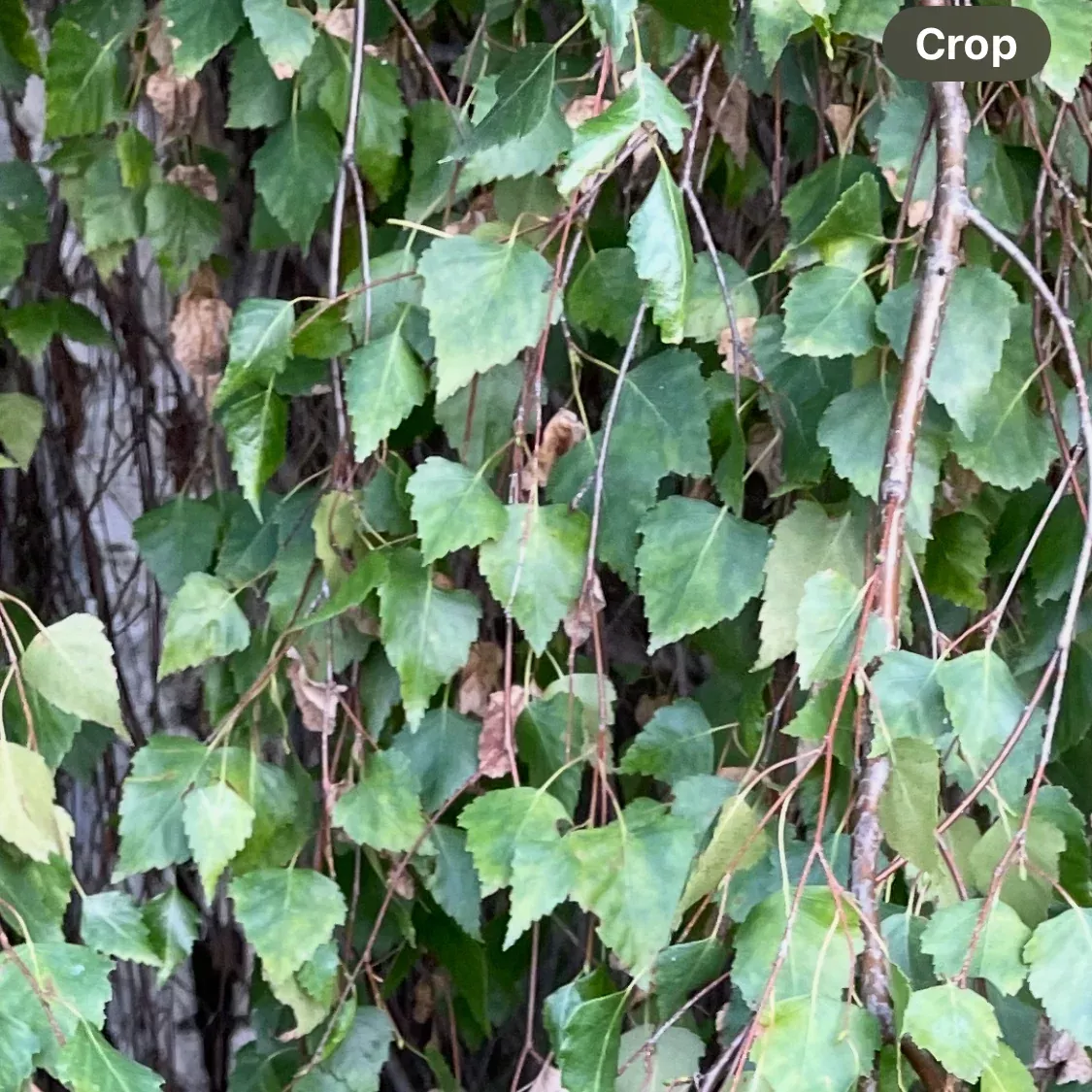 Weeping Birch