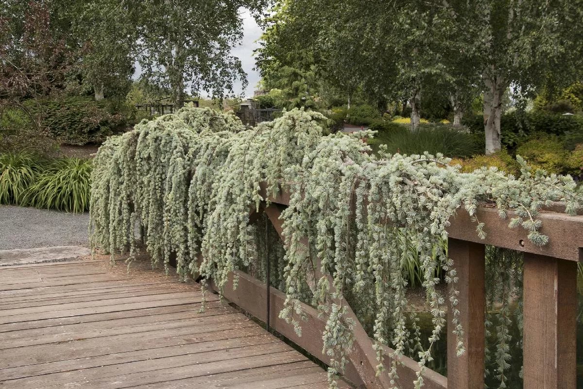 Weeping Blue Atlas Cedar