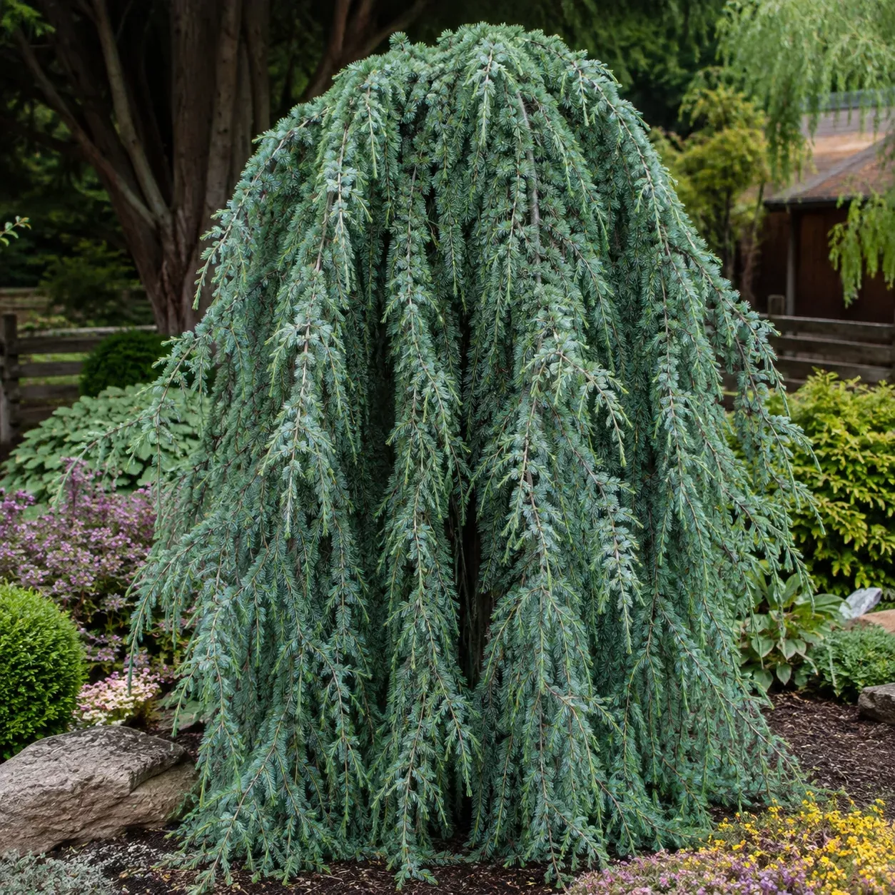 Weeping Deodar Cedar