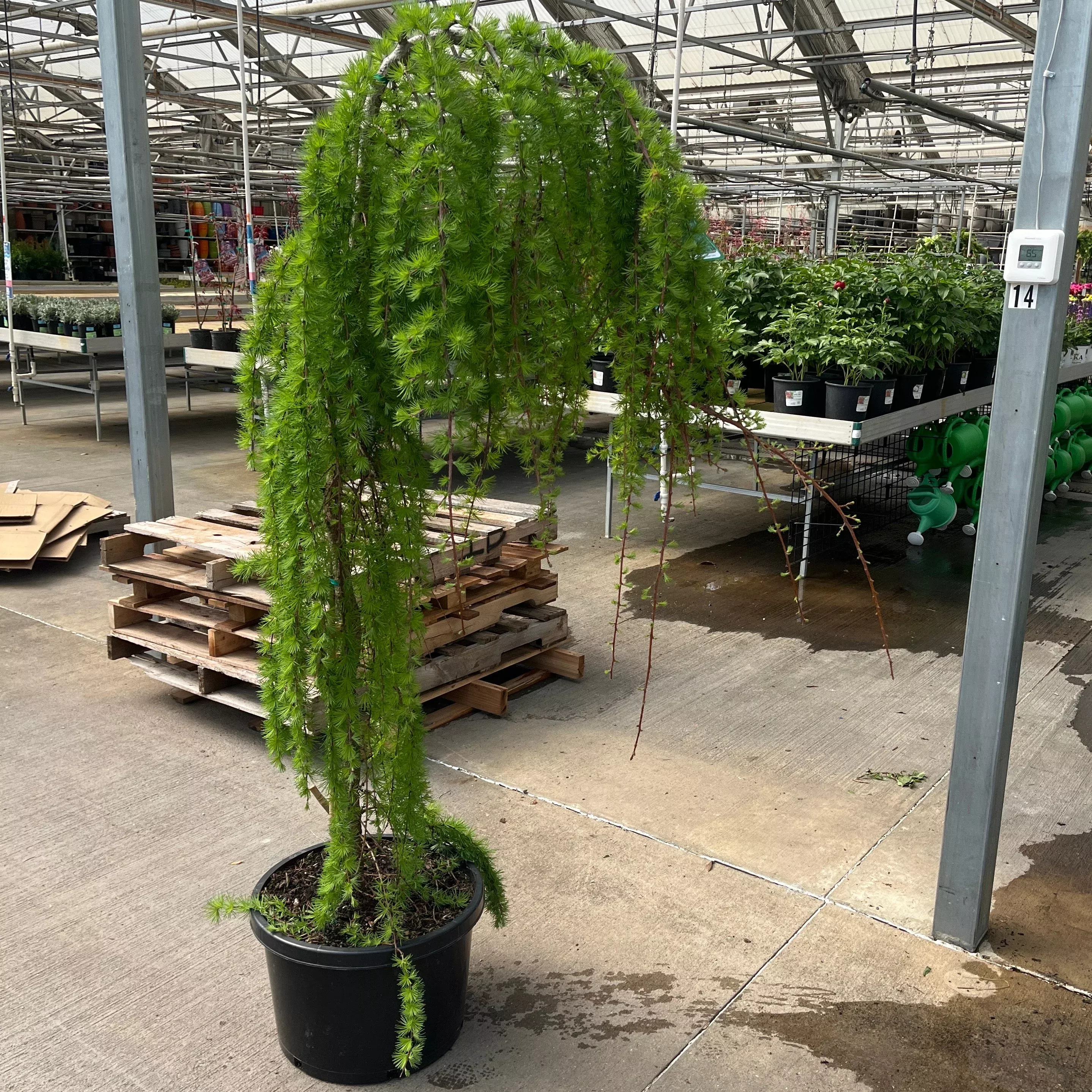 Weeping European Larch - Larix decidua 'Pendula' - 10 Gallon Potted Tree