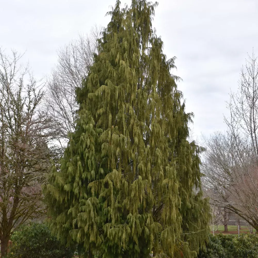 Weeping Nootka Cypress
