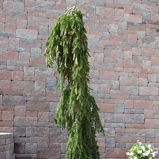 Weeping Norway Spruce - Picea abies 'Pendula' - 6 Gallon Potted Tree