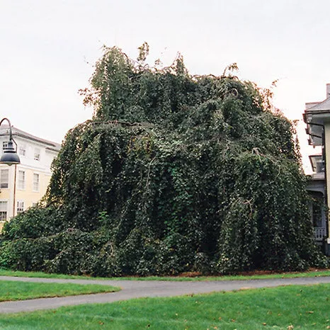 Weeping Purple Beech - Fagus sylvatica 'Purpurea Pendula' - Ball & Burlap Tree (Multiple Sizes)