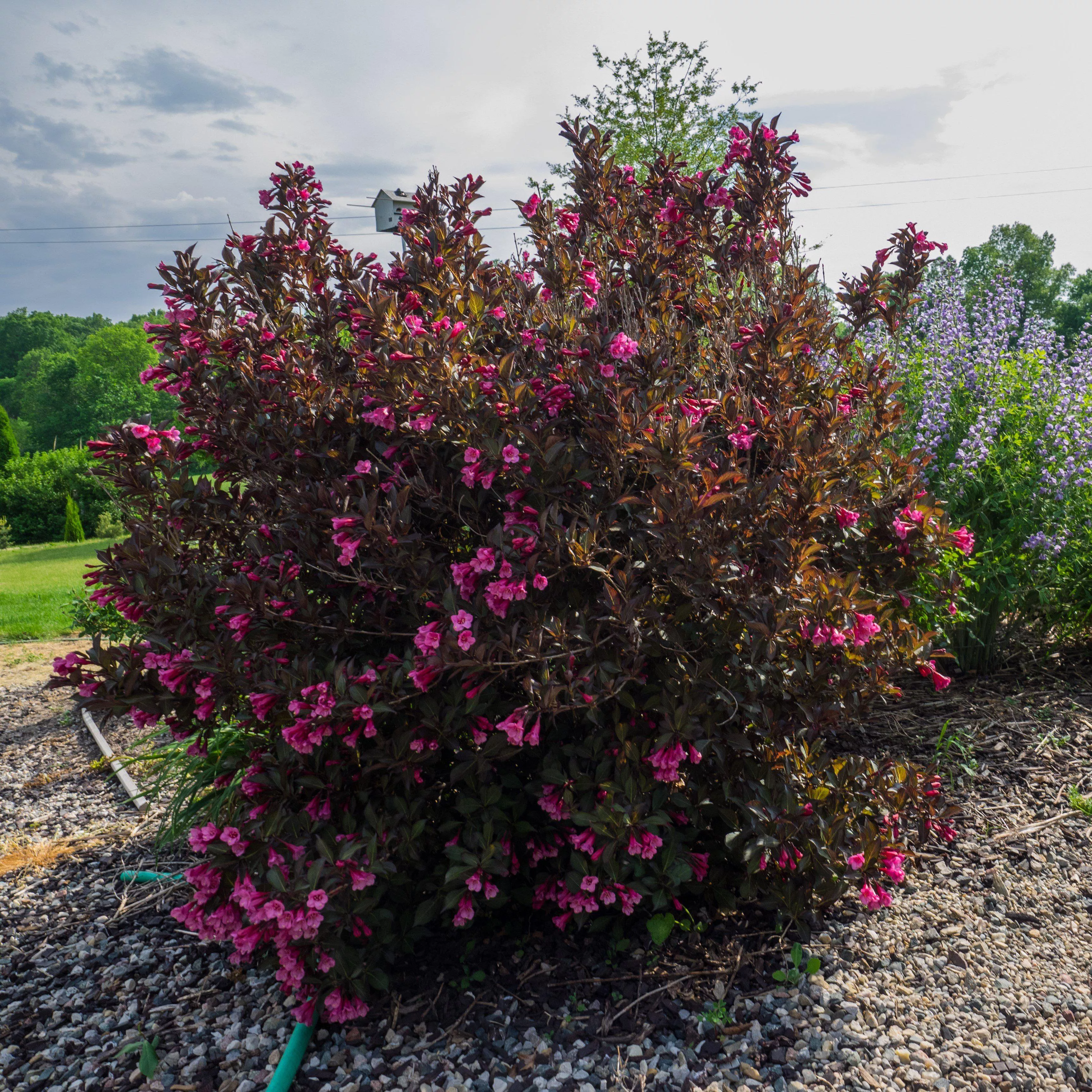 Weigela florida 'Alexandra’- Wine & Roses Weigela