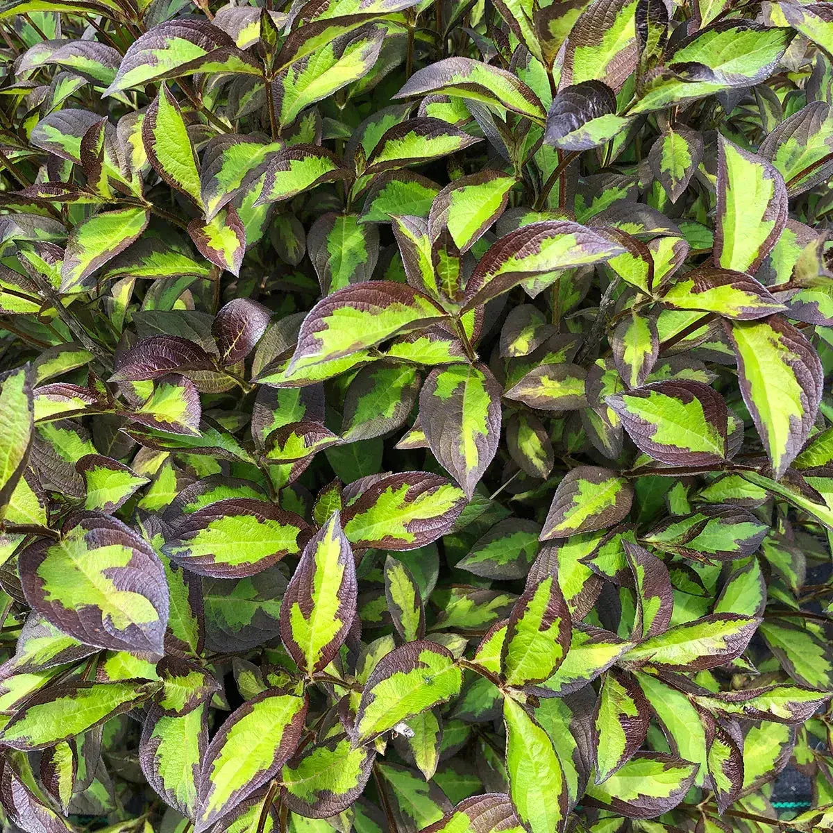 Weigela florida 'SMNWFBGV' PP34,297- PW Vinho Verde Weigela