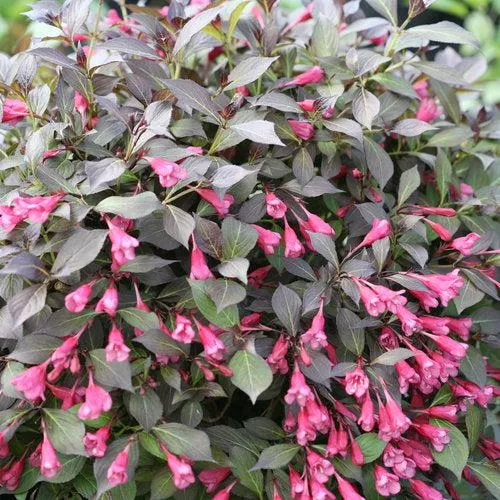 Weigela florida 'SMNWFMS'- Midnight Wine Shine Weigela