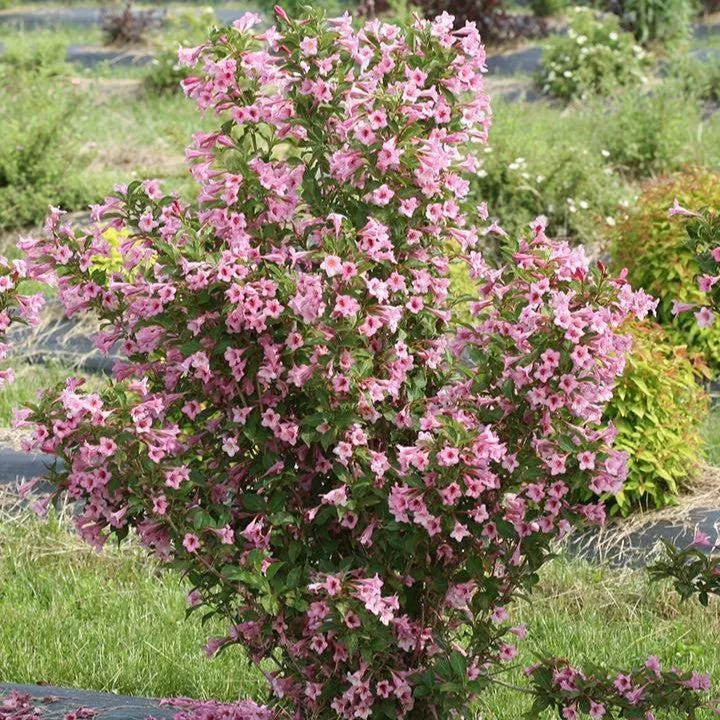 Weigela florida 'SMNWFRP'- PW Sonic Bloom Pure Pink Weigela