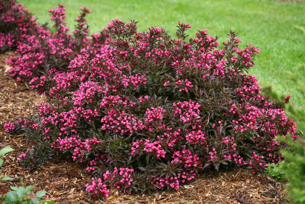 Weigela Florida 'Spilled Wine'