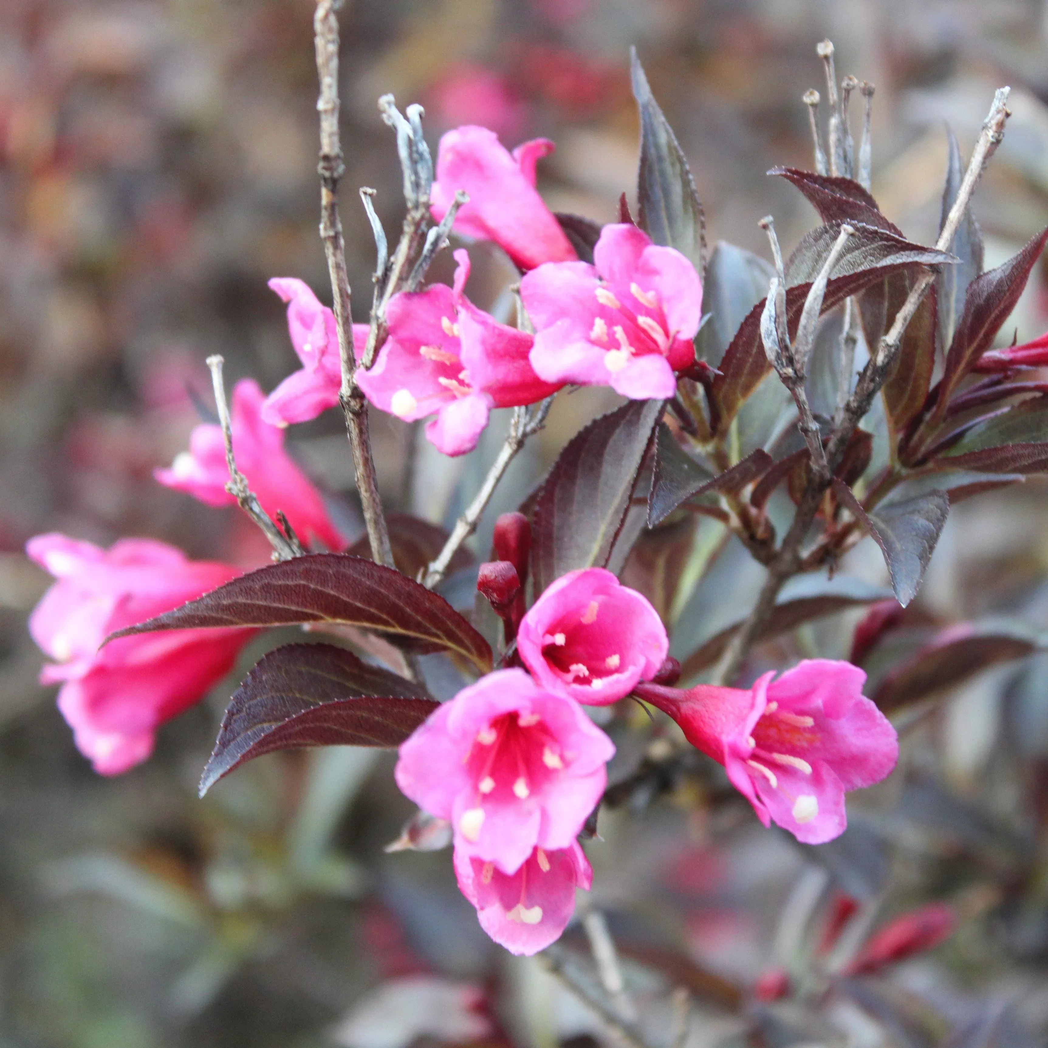 Weigela florida 'Spring 2’- Bloomin Easy' Stunner™ Weigela
