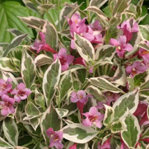 Weigela florida 'Verweig'- My Monet Weigela
