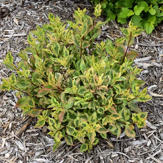 Weigela Rainbow Sensation - 2 Gallon Pot