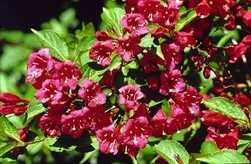 Weigela Red 'Vaniceki'-RED REBLOOMING WINE AND ROSESWEIGELA Decidious Shrub Zone 5