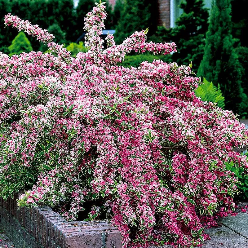 Weigela Shrub Collection