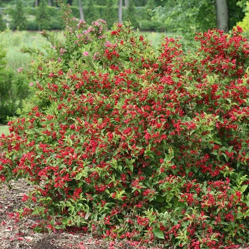 Weigela Sonic Bloom Red - 3 Gallon Pot