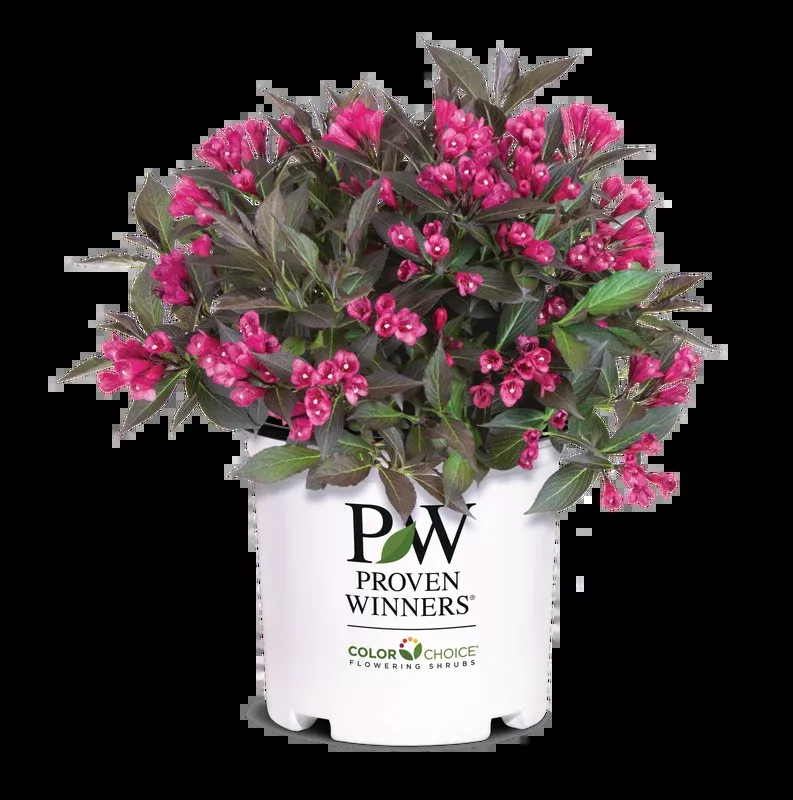 Weigela Spilled Wine - 1 Gallon