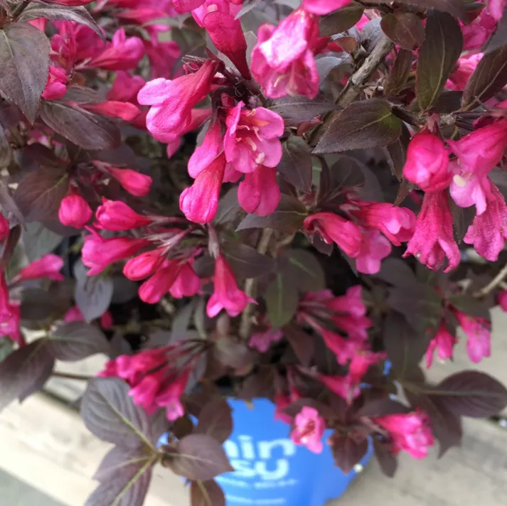 WEIGELA STUNNER G3 15″ BE