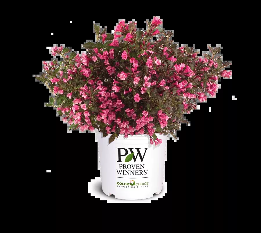 Weigela Wine & Roses - 2 Gallon