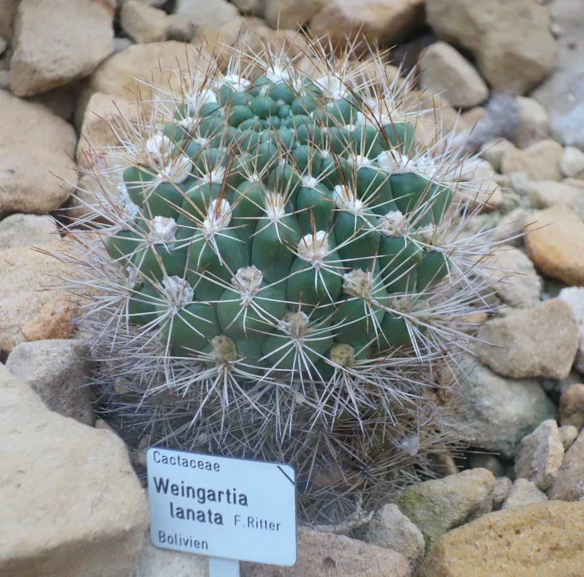 Weingartia lanata 25 Seeds - Rebutia neocumingii var. lanata