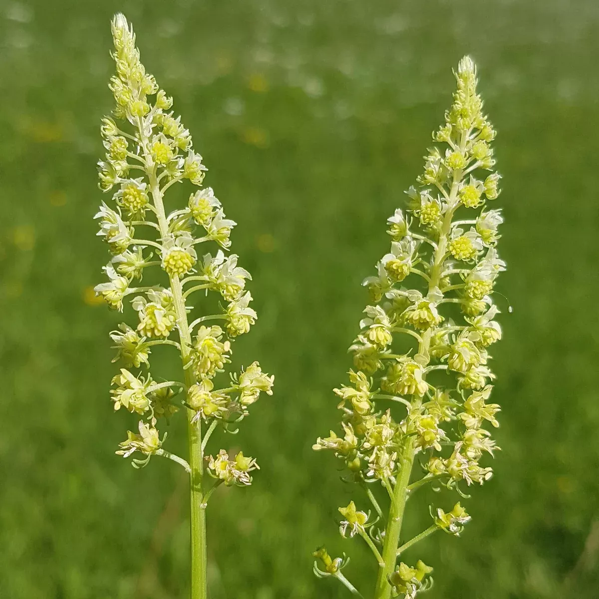 Weld aka Dyer's Rocket (Reseda luteola)