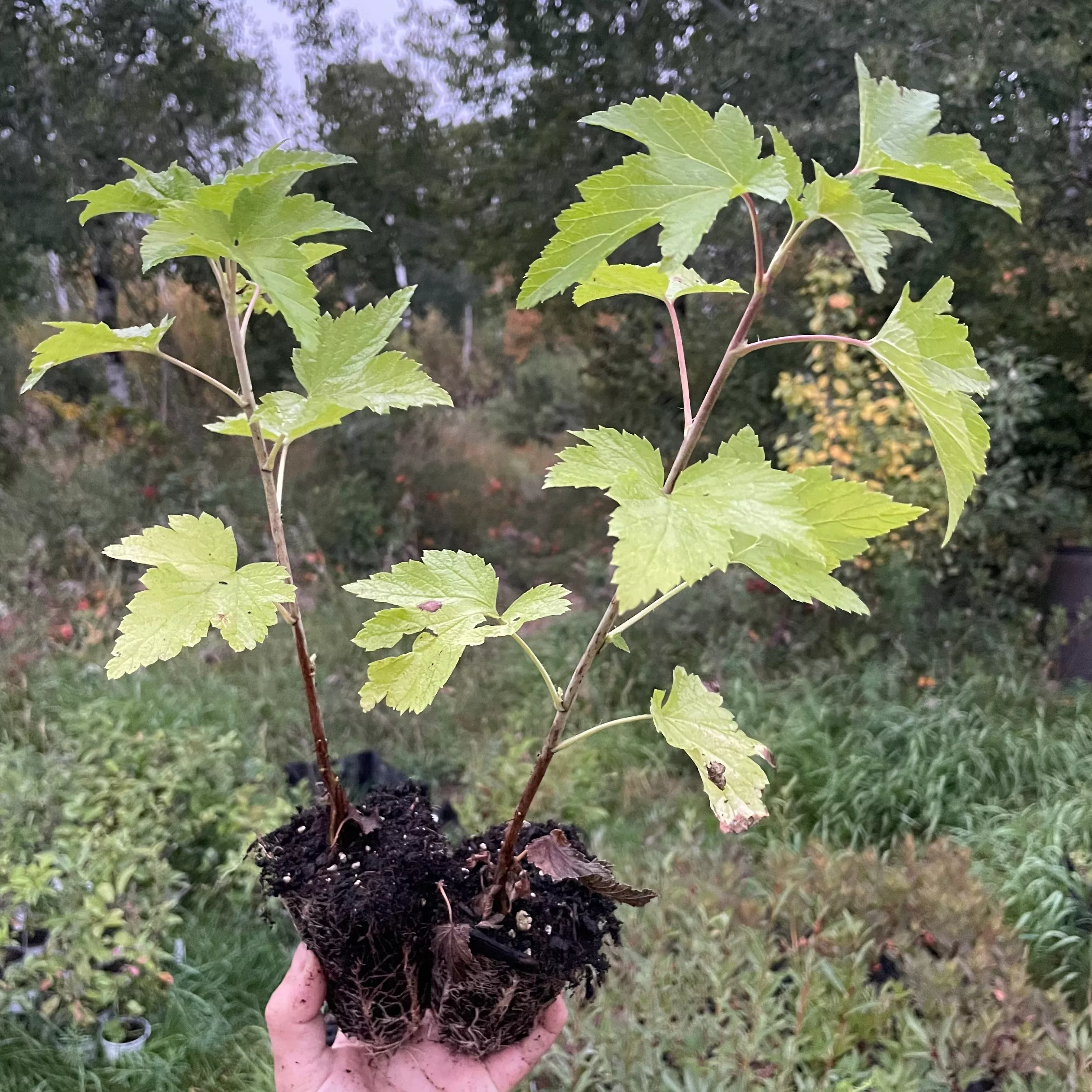 Wellington Black Currant (Ribes nigrum 'Wellington')