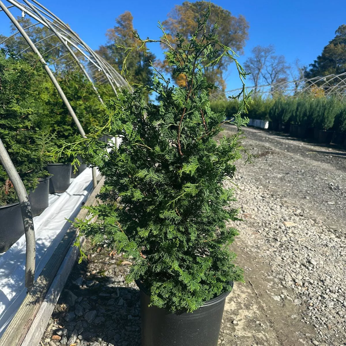 Wells Special Hinoki Cypress