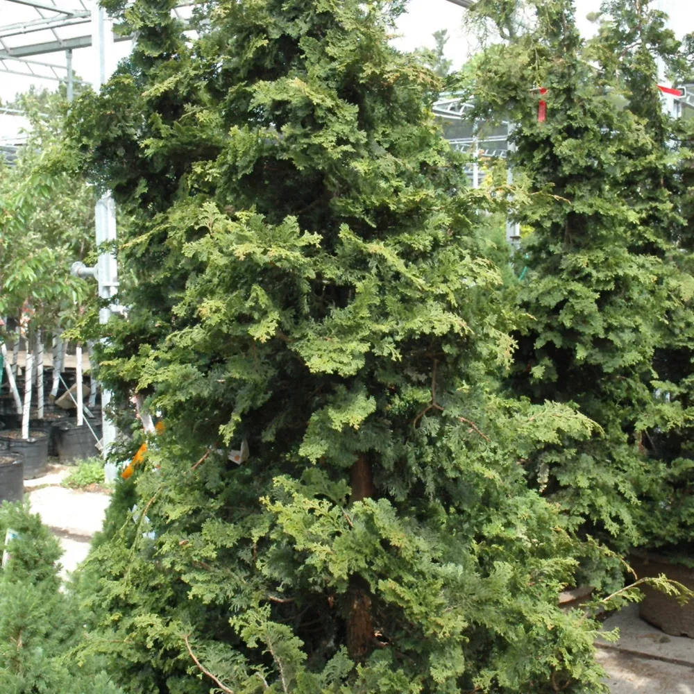 Wells Special Hinoki Falsecypress