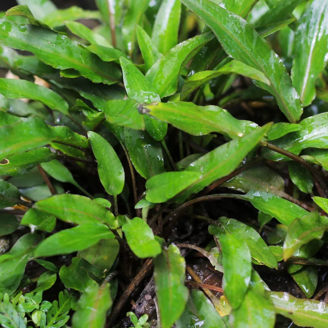 Wendt's Water Trumpet (Cryptocoryne wendtii) – Live Aquatic Plant for Aquascaping and Freshwater Aquariums