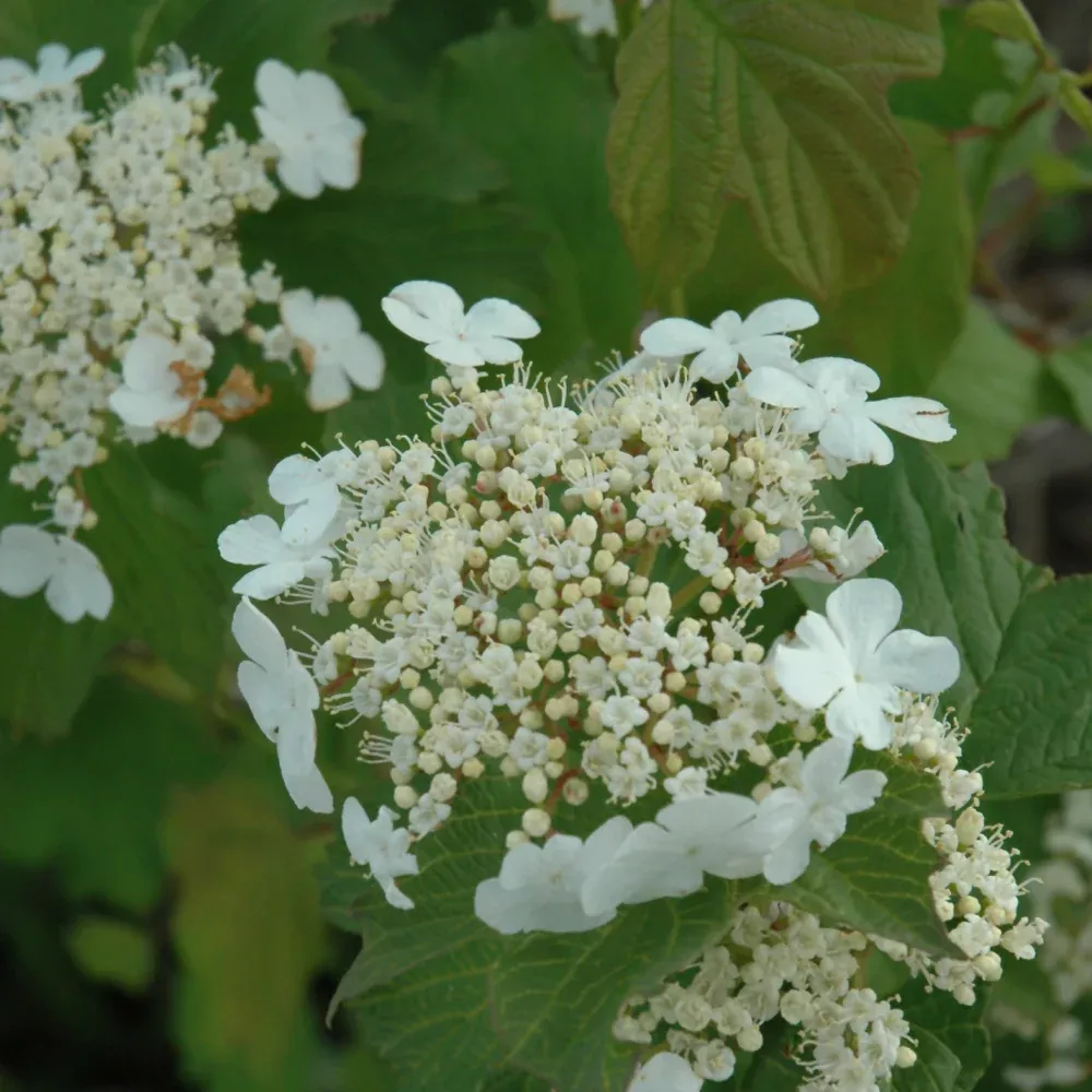 Wentworth Highbush Cranberry