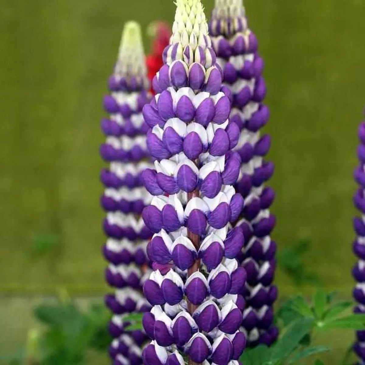 West Country 'Blacksmith' Lupine