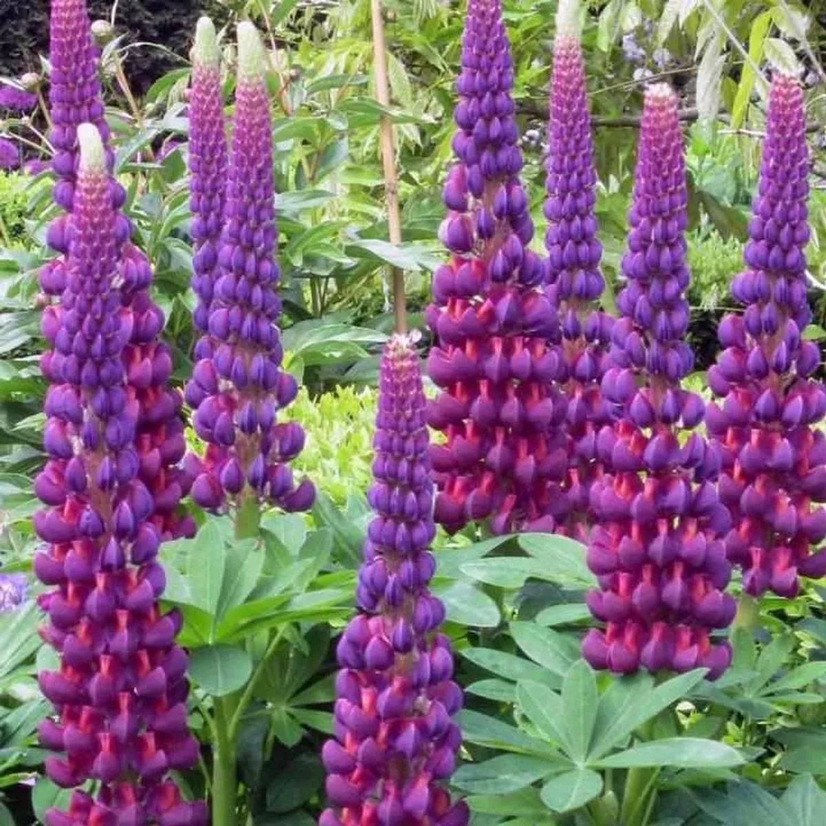 West Country 'Masterpiece' Lupine