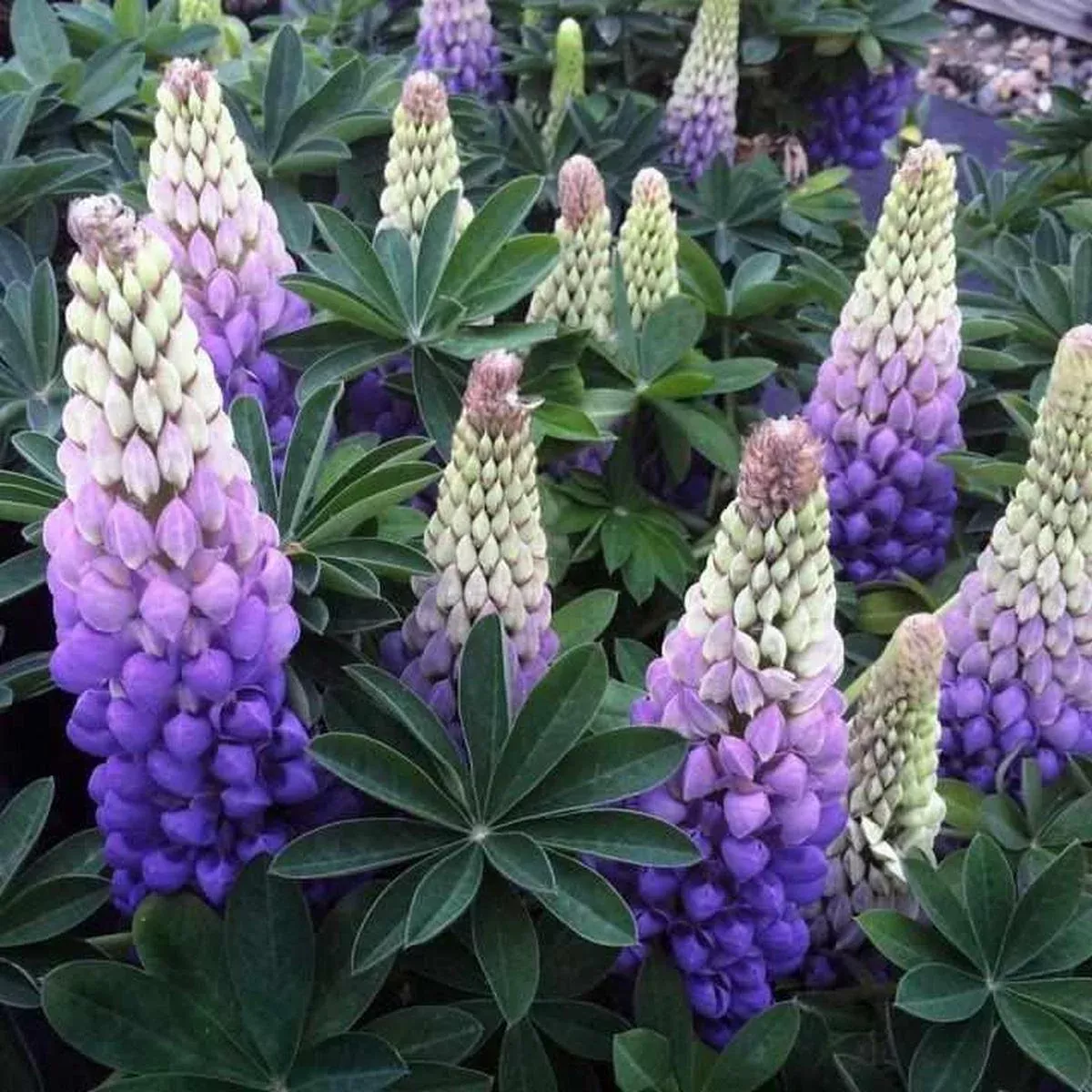 West Country 'Persian Slipper' Lupine