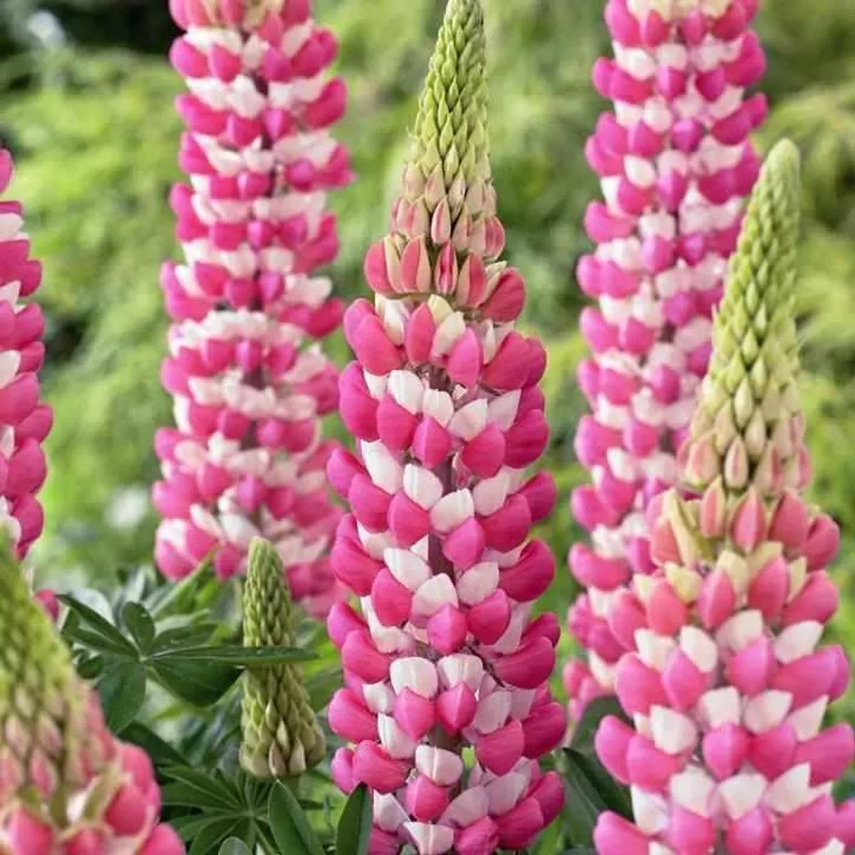 West Country 'Rachel de Thame' Lupine