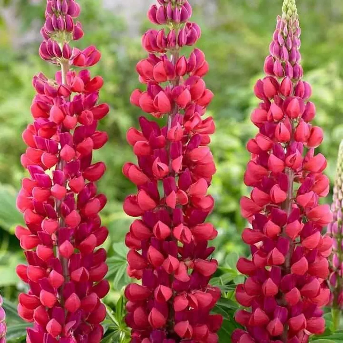 West Country 'Red Rum' Lupine
