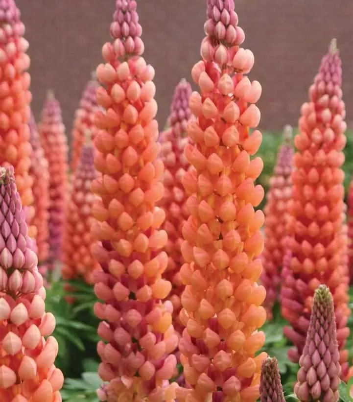 West Country™ Salmon Star Lupine