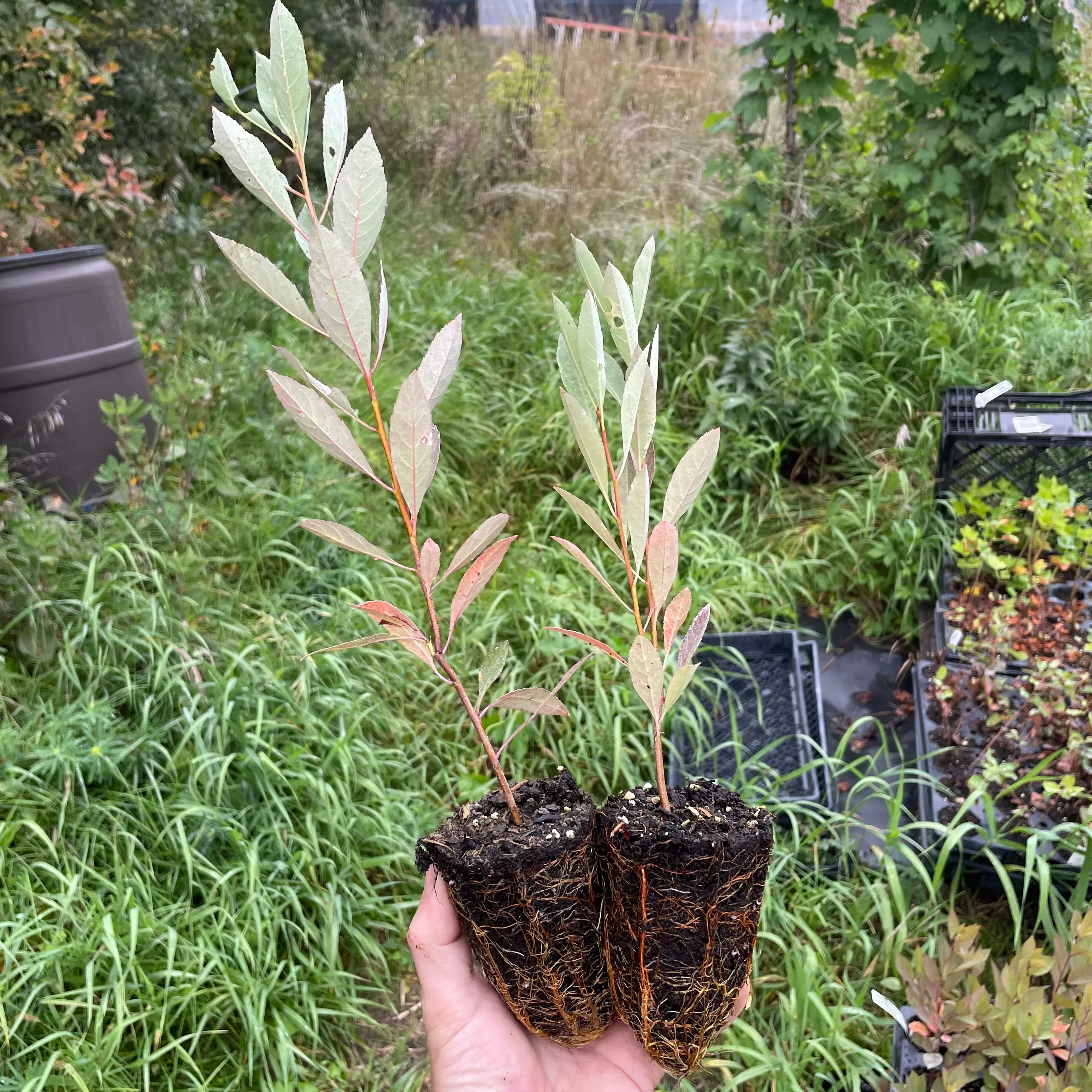 Western Sandcherry