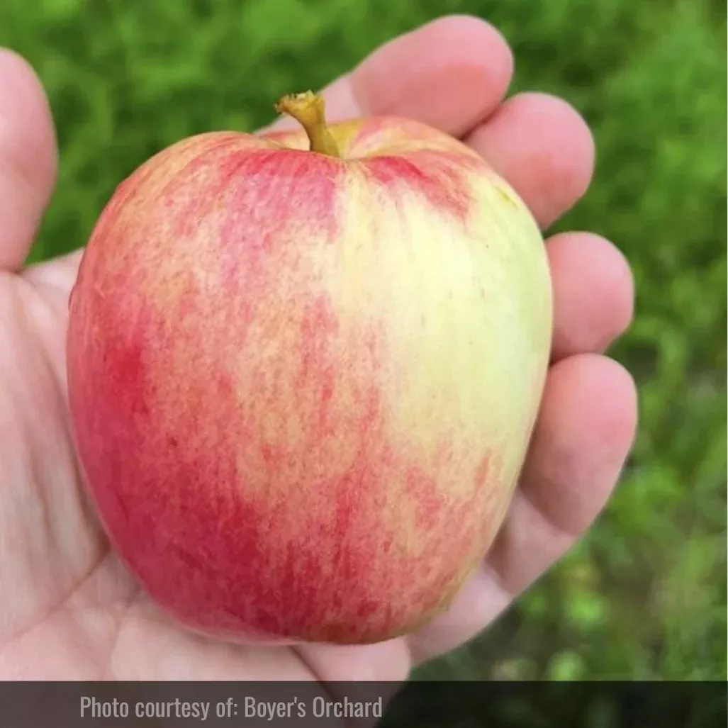Westland Apple Tree