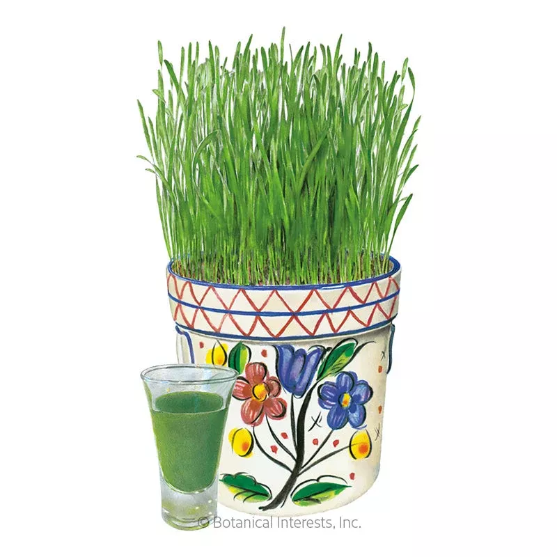 Wheatgrass Juice Common Wheat Org