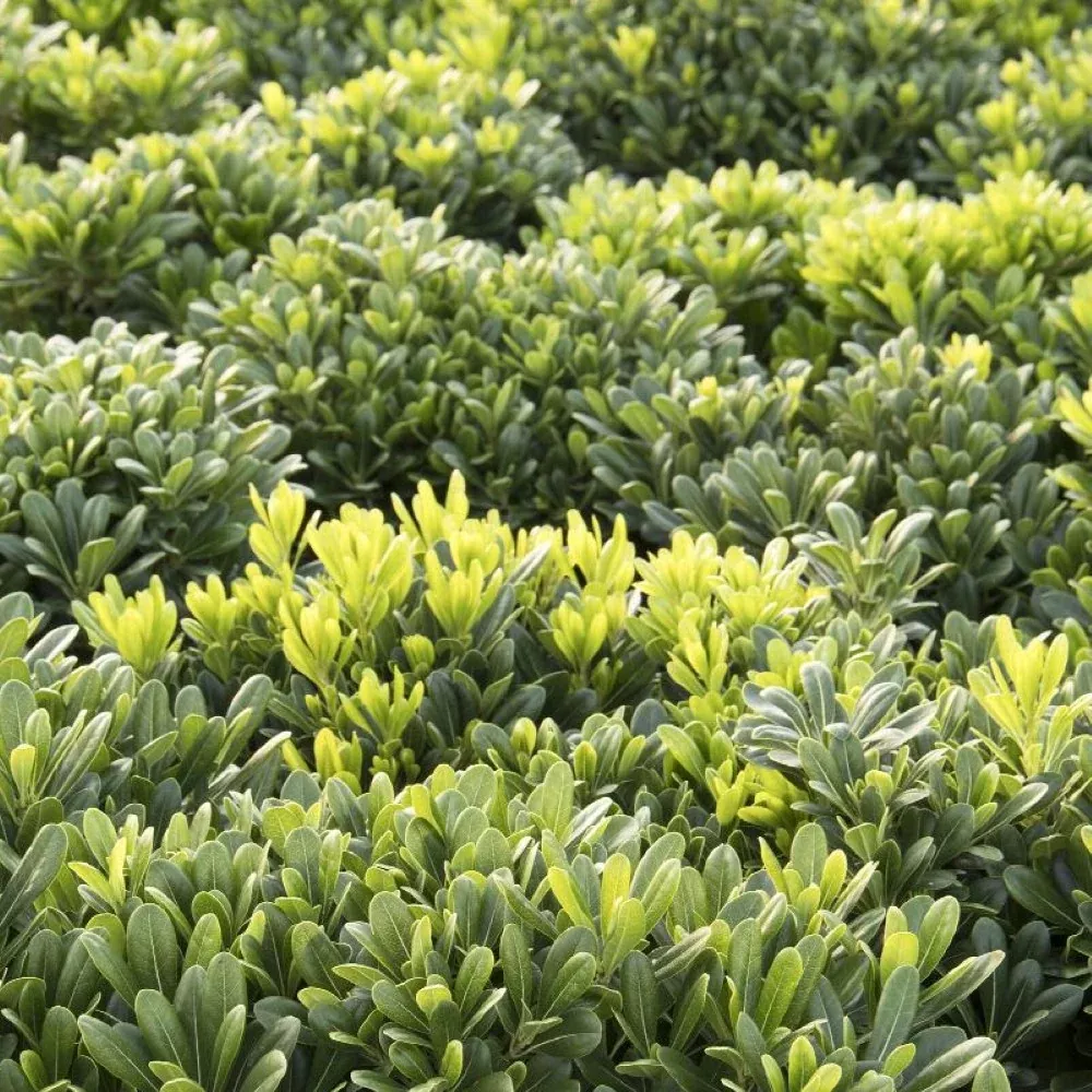 Wheeler's Dwarf Japanese Pittosporum