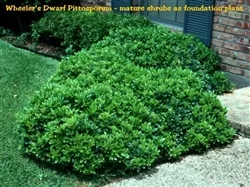 WHEELER’S DWARF PITTOSPORUM- Pittosporum tobira Evergreen Shrub Zone:8