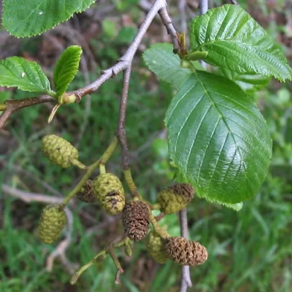 White Alder Tree