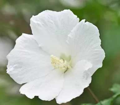White Angel Althea (Rose of Sharon)
