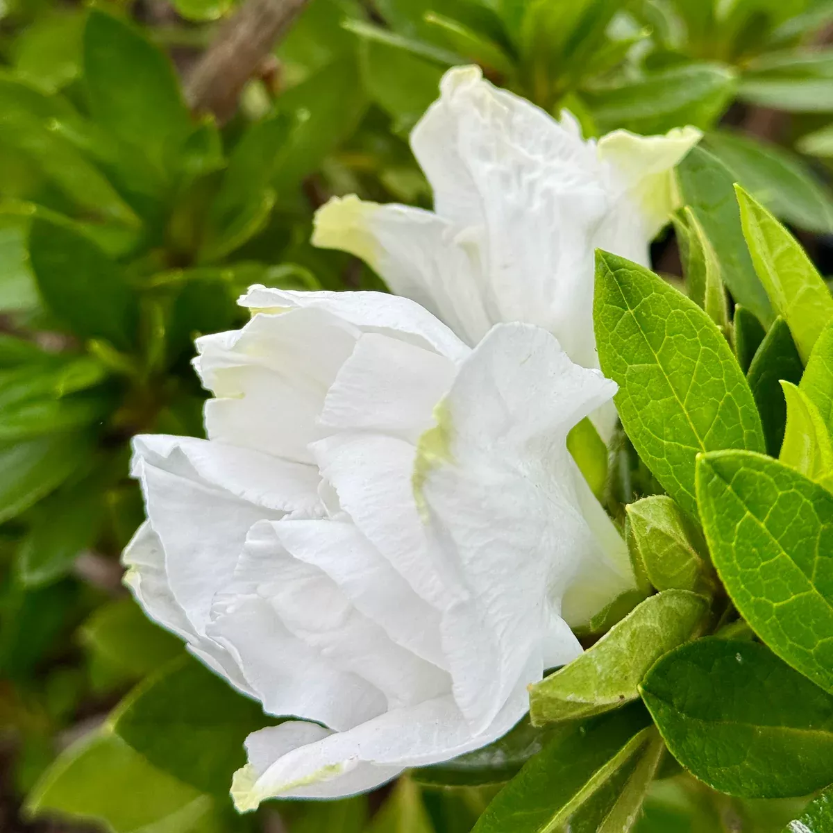 White Azalea