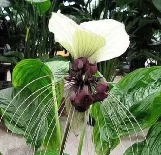 White Bat Flower Seeds, Tacca Chantrieri Nivea TC0110
