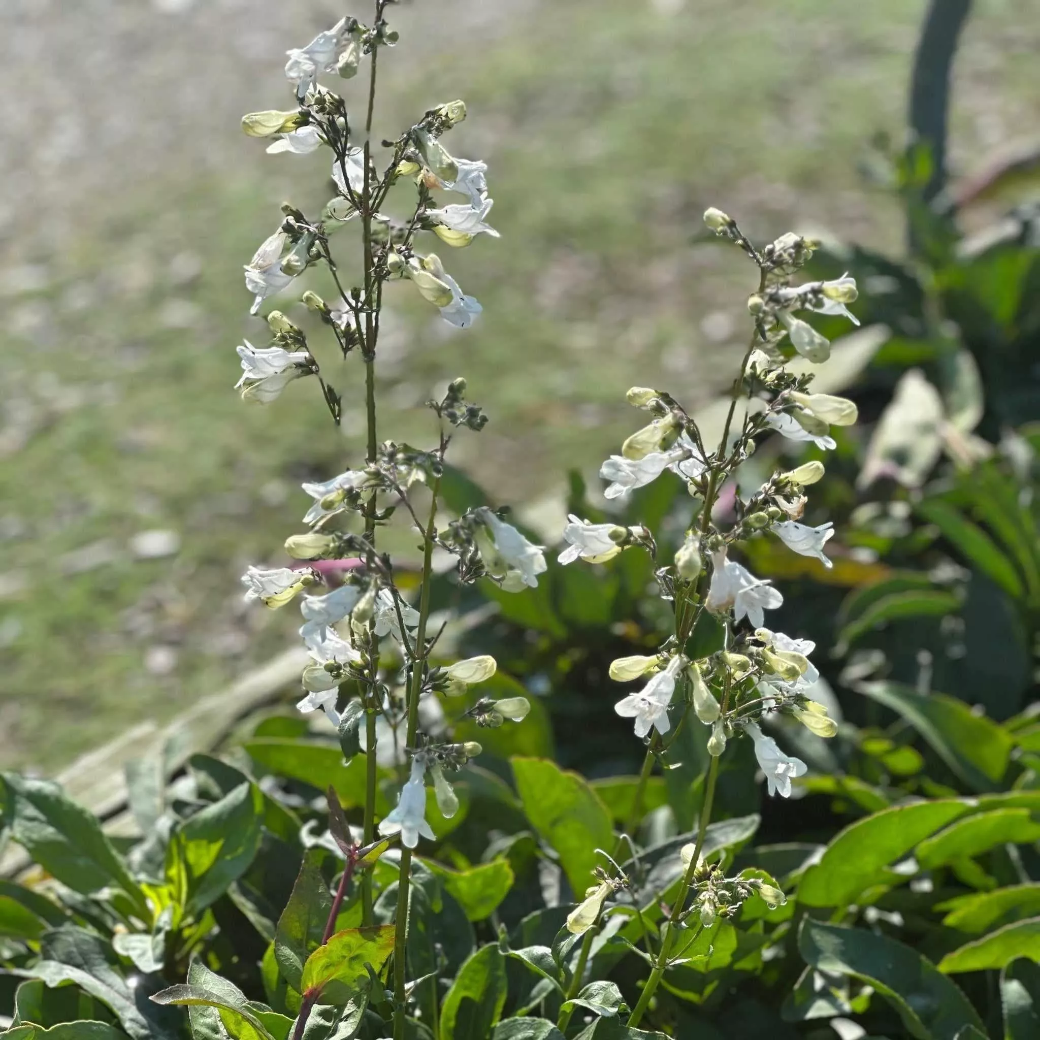 White Beardtongue